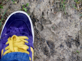 probabili impronte di lupo nel Parco di Montioni